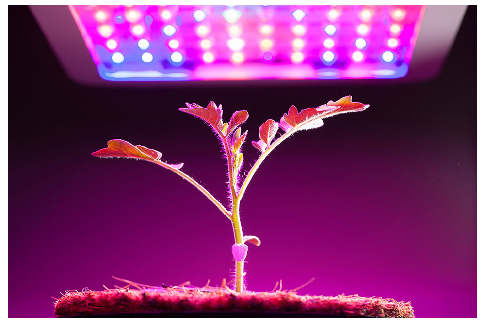 led per orticoltura torino